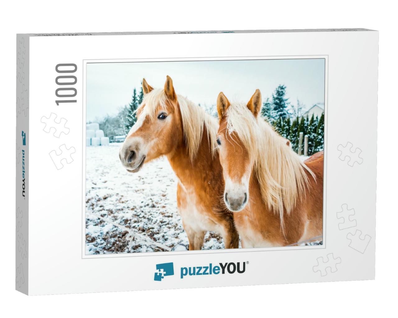 Haflinger Horses, Horse Couple Standing in Snow on a Cold... Jigsaw Puzzle with 1000 pieces
