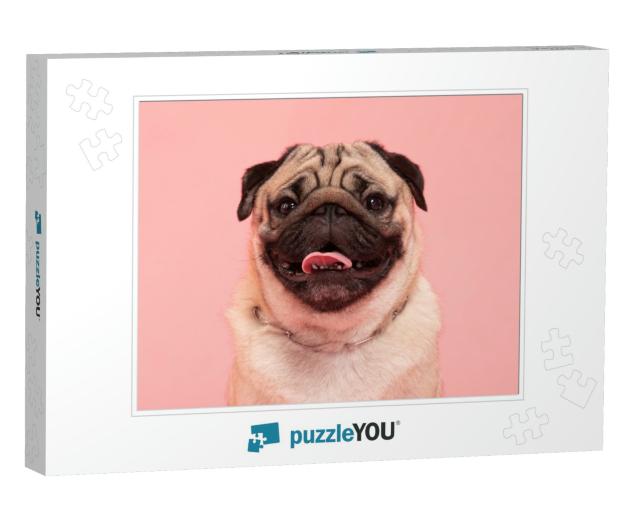 Happy Dog Smile on Pink Background, Cute Puppy Pug Breed... Jigsaw Puzzle
