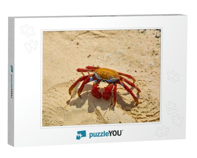 Sally Lightfoot Crab Grapsus Grapsus on Yellow Sand, Gala... Jigsaw Puzzle