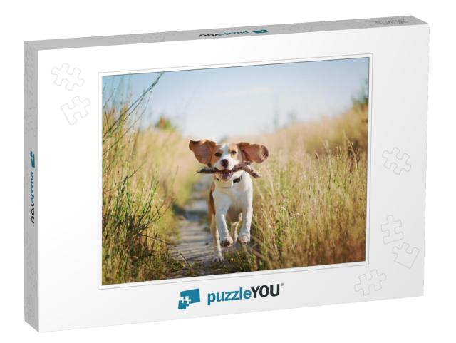 Happy Beagle Dog with Flying Ears Running Outdoors with S... Jigsaw Puzzle