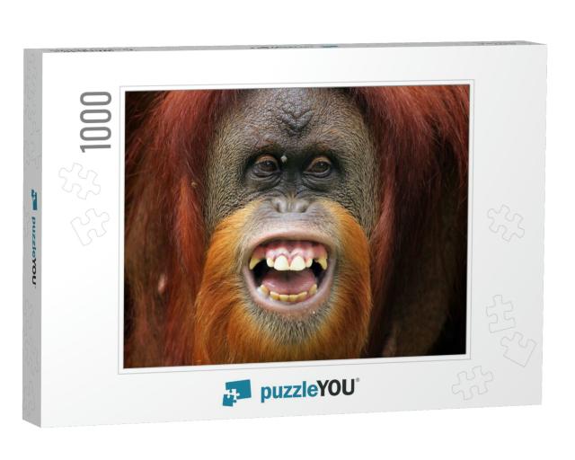 Orangutan Smile, Smile Face of Orangutan Sumatran, Orangu... Jigsaw Puzzle with 1000 pieces