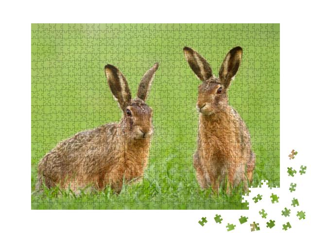 Two Brown Hares, Lepus Europaeus, Sitting in Green Grass... Jigsaw Puzzle with 1000 pieces