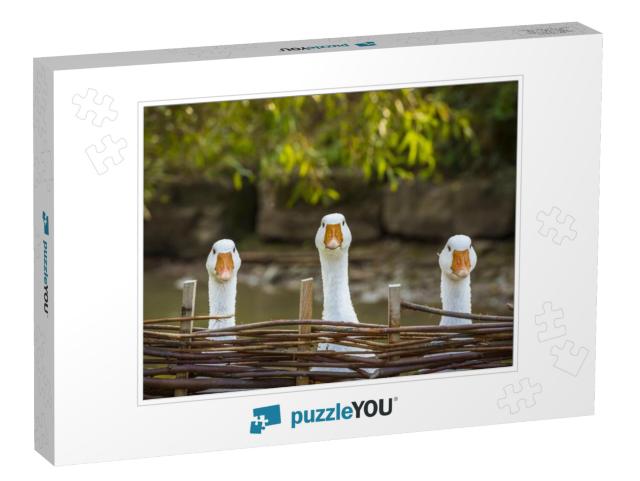 Three Funny White Geese - Funny Image with Three Domestic... Jigsaw Puzzle