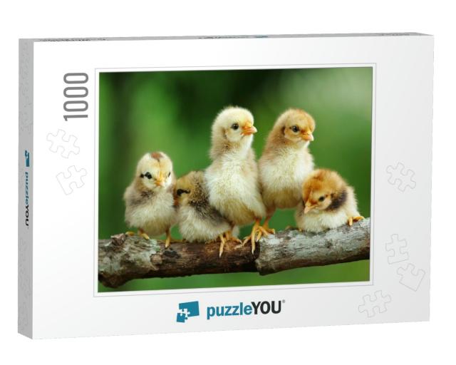 Group of Babies Chicks on Nature Background... Jigsaw Puzzle with 1000 pieces