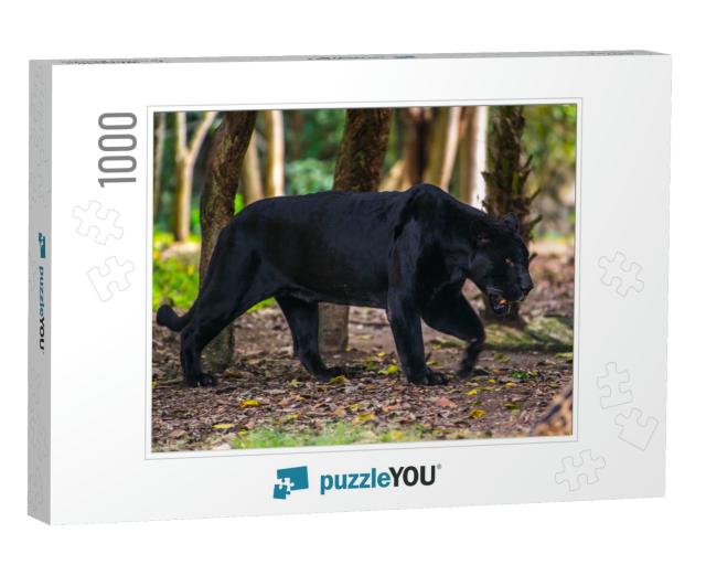 Black Panther Walks Through the Jungle... Jigsaw Puzzle with 1000 pieces