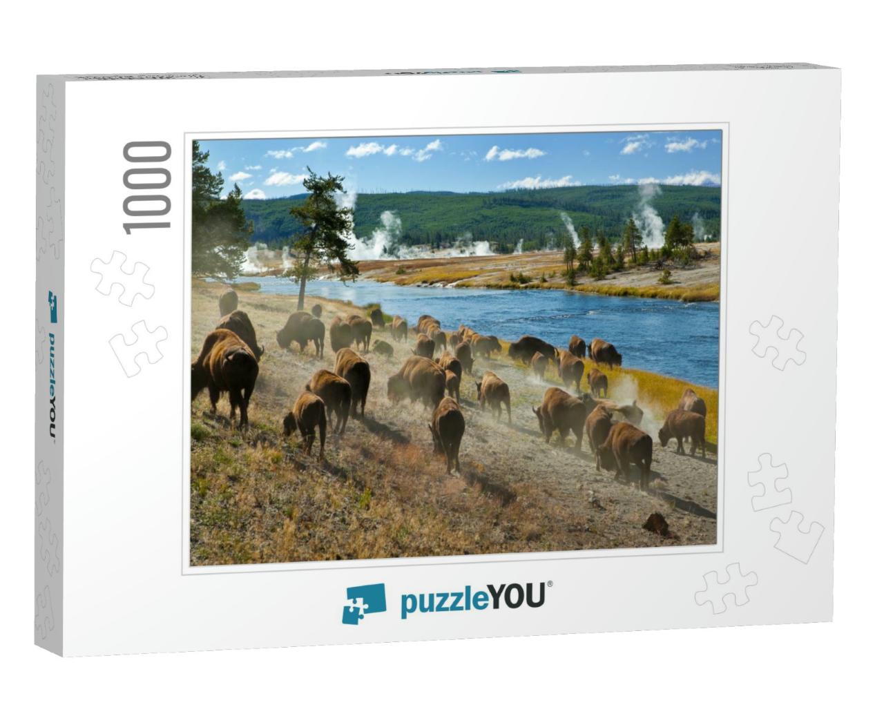 A Herd of Bison Moves Quickly Along the Firehole River in... Jigsaw Puzzle with 1000 pieces