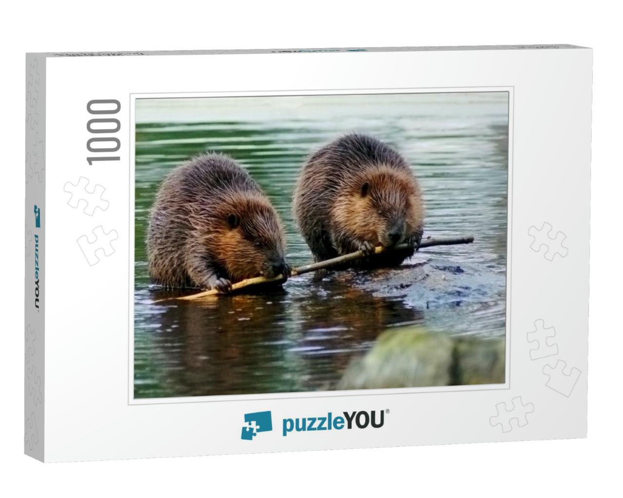 Beaver Couple Eating the Same Tree Branch... Jigsaw Puzzle with 1000 pieces