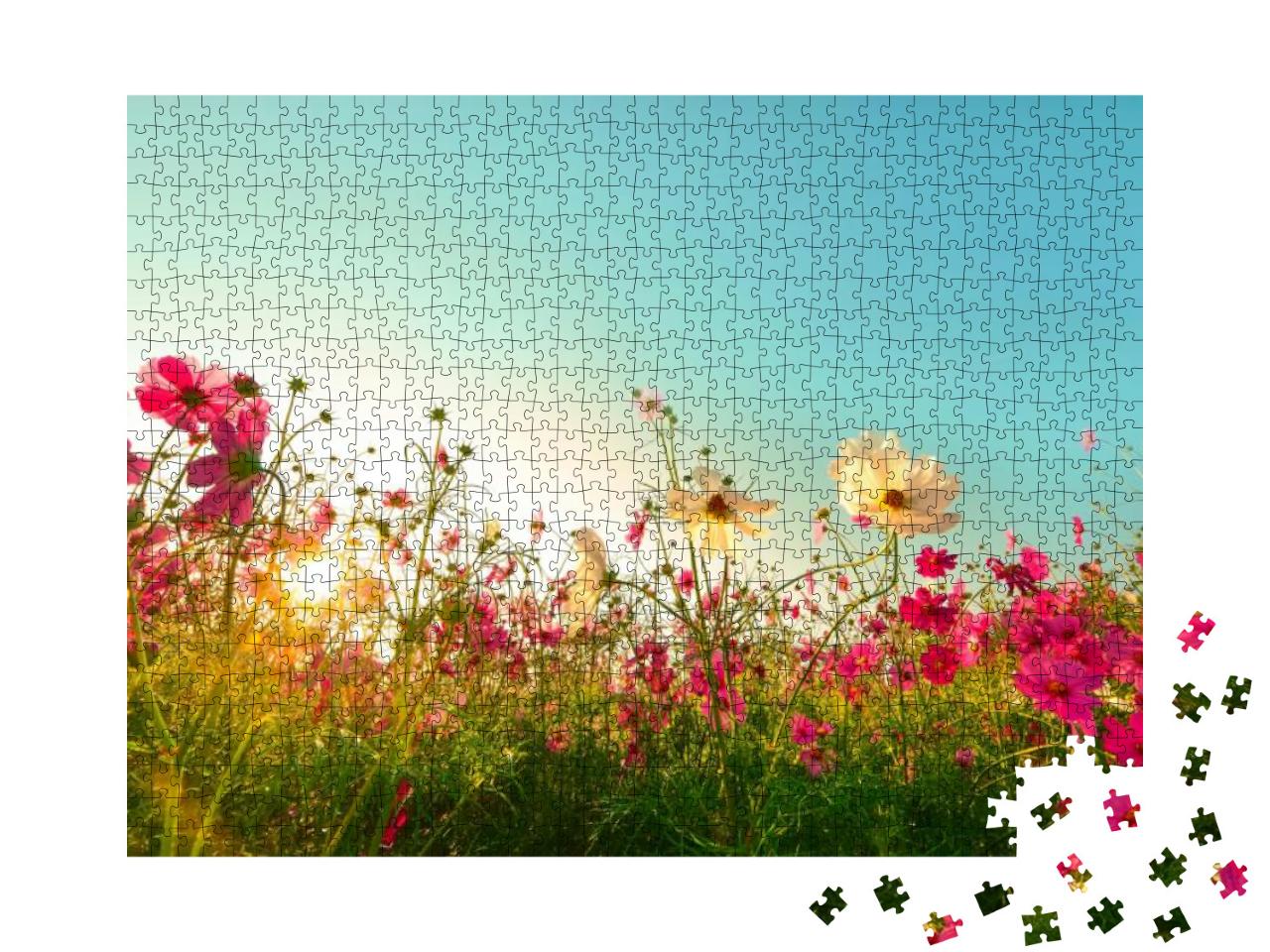 Beautiful Cosmos Flowers Blooming in Garden... Jigsaw Puzzle with 1000 pieces