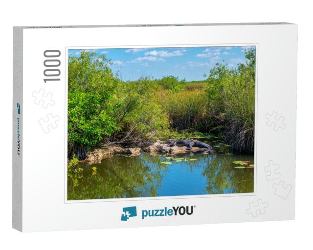 Sunbathing Alligator in Everglades National Park Florida... Jigsaw Puzzle with 1000 pieces