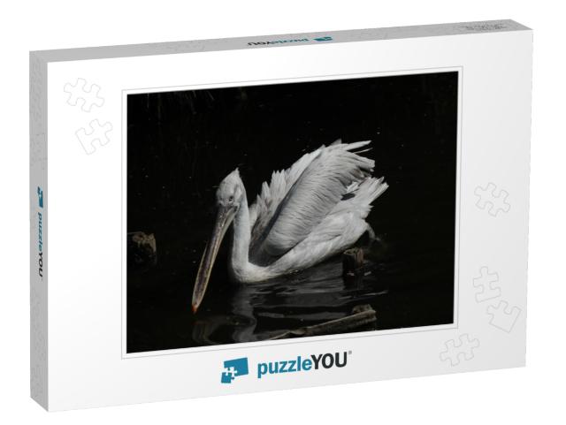 Pelican Family in Captivity in Rotterdam Zoo... Jigsaw Puzzle