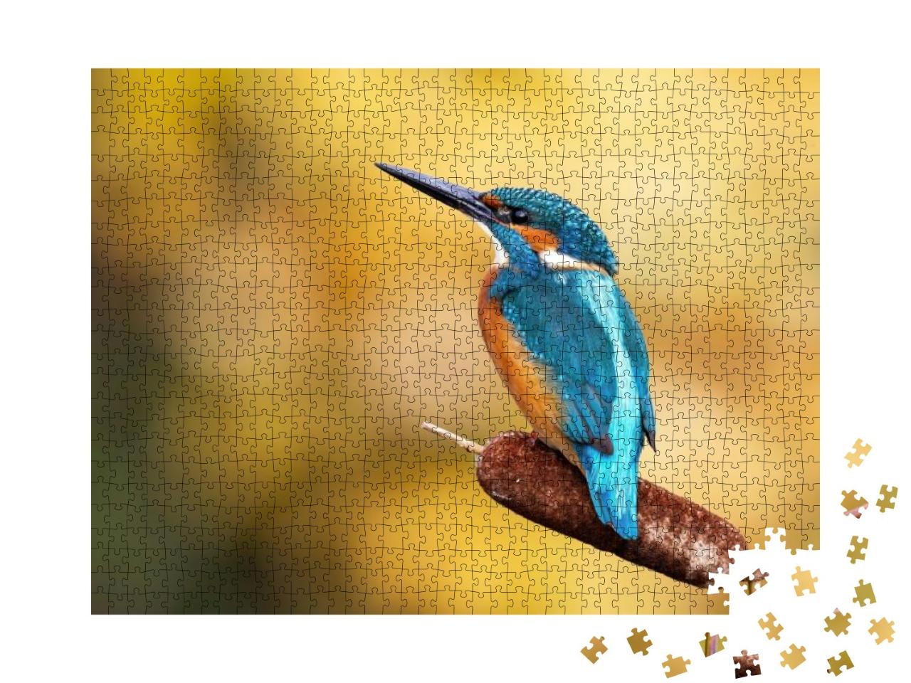 Interested Common Kingfisher, Alcedo Atthis, Perched in N... Jigsaw Puzzle with 1000 pieces