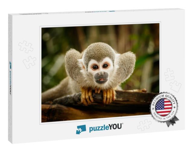 Look At Squirrel Monkey in Ecuadorian Jungle in Amazon... Jigsaw Puzzle
