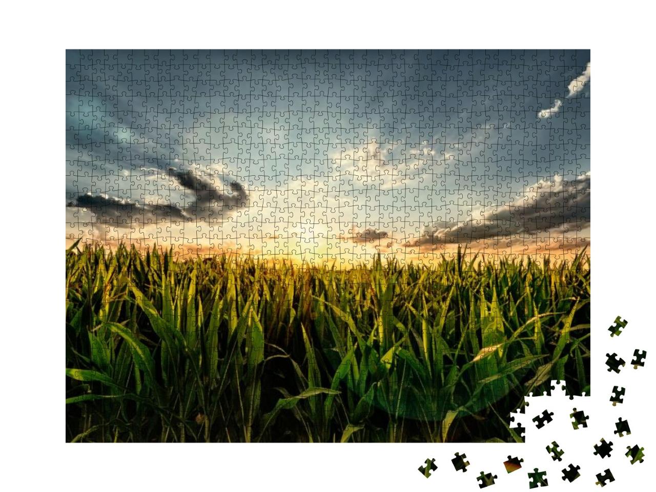 Cornfield in the Sunset - with Lens Flare Effect... Jigsaw Puzzle with 1000 pieces