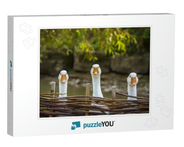 Three Funny White Geese - Funny Image with Three Domestic... Jigsaw Puzzle