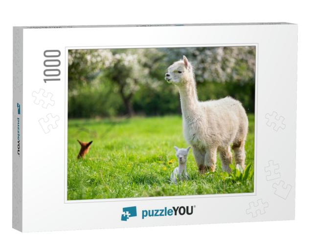White Alpaca with Offspring, South American Mammal... Jigsaw Puzzle with 1000 pieces