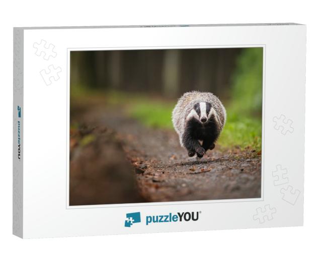 European Badger Running on a Forest Path. Wet & Gloomy Af... Jigsaw Puzzle