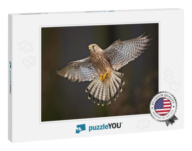 Common Kestrel Falco Tinnunculus is a Bird of Prey Specie... Jigsaw Puzzle