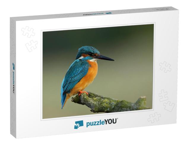 Kingfisher Alcedo At This Common Kingfisher, Bird... Jigsaw Puzzle