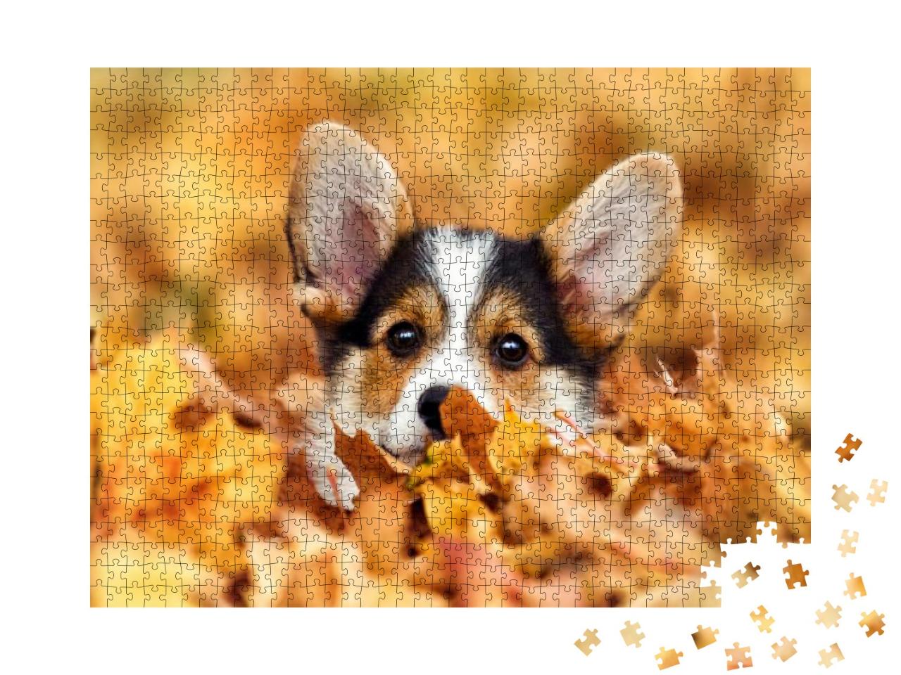 Welsh Corgi Puppy in Autumn Leaves... Jigsaw Puzzle with 1000 pieces