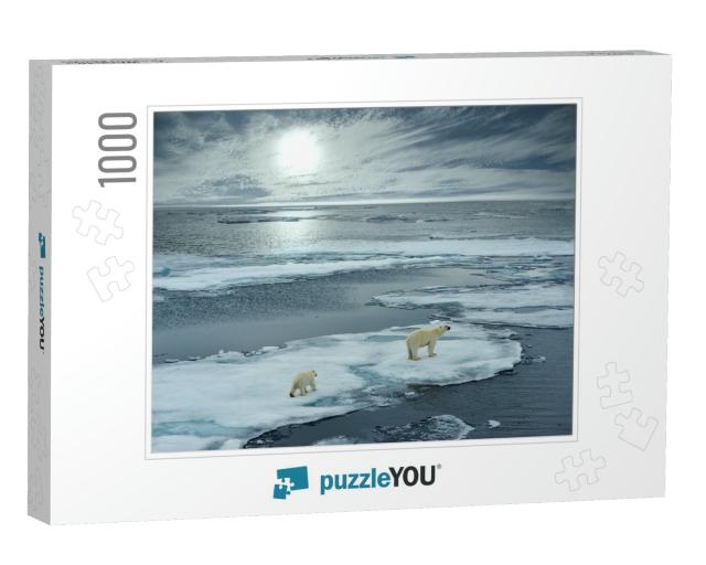 Polar Bear Sow & Cub Walk on Ice Floe in Norwegian Arctic... Jigsaw Puzzle with 1000 pieces