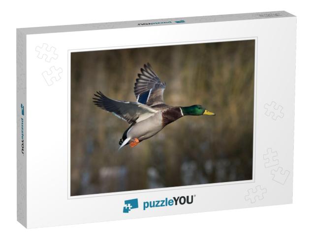 Mallard Duck in Flight... Jigsaw Puzzle