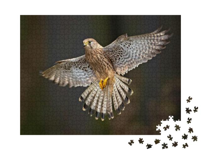 Common Kestrel Falco Tinnunculus is a Bird of Prey Specie... Jigsaw Puzzle with 1000 pieces