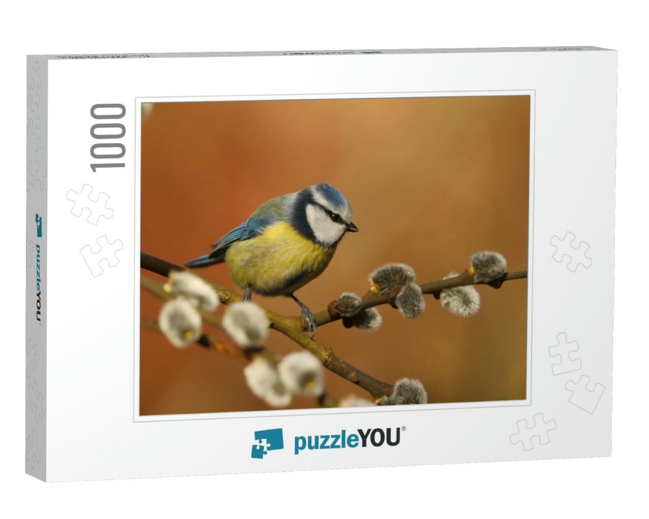 Cyanistes Caeruleus. Cute Blue Tit Sitting on the Twig. W... Jigsaw Puzzle with 1000 pieces