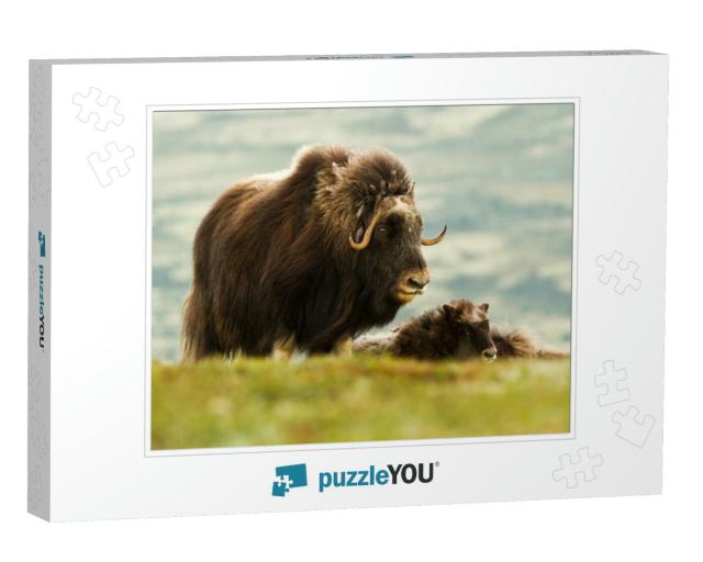 The Muskox Norway... Jigsaw Puzzle