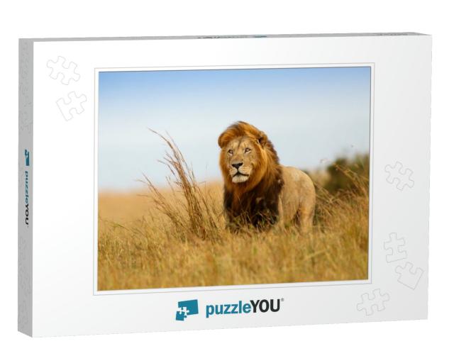 Beautiful Lion Caesar in the Golden Grass of Masai Mara... Jigsaw Puzzle