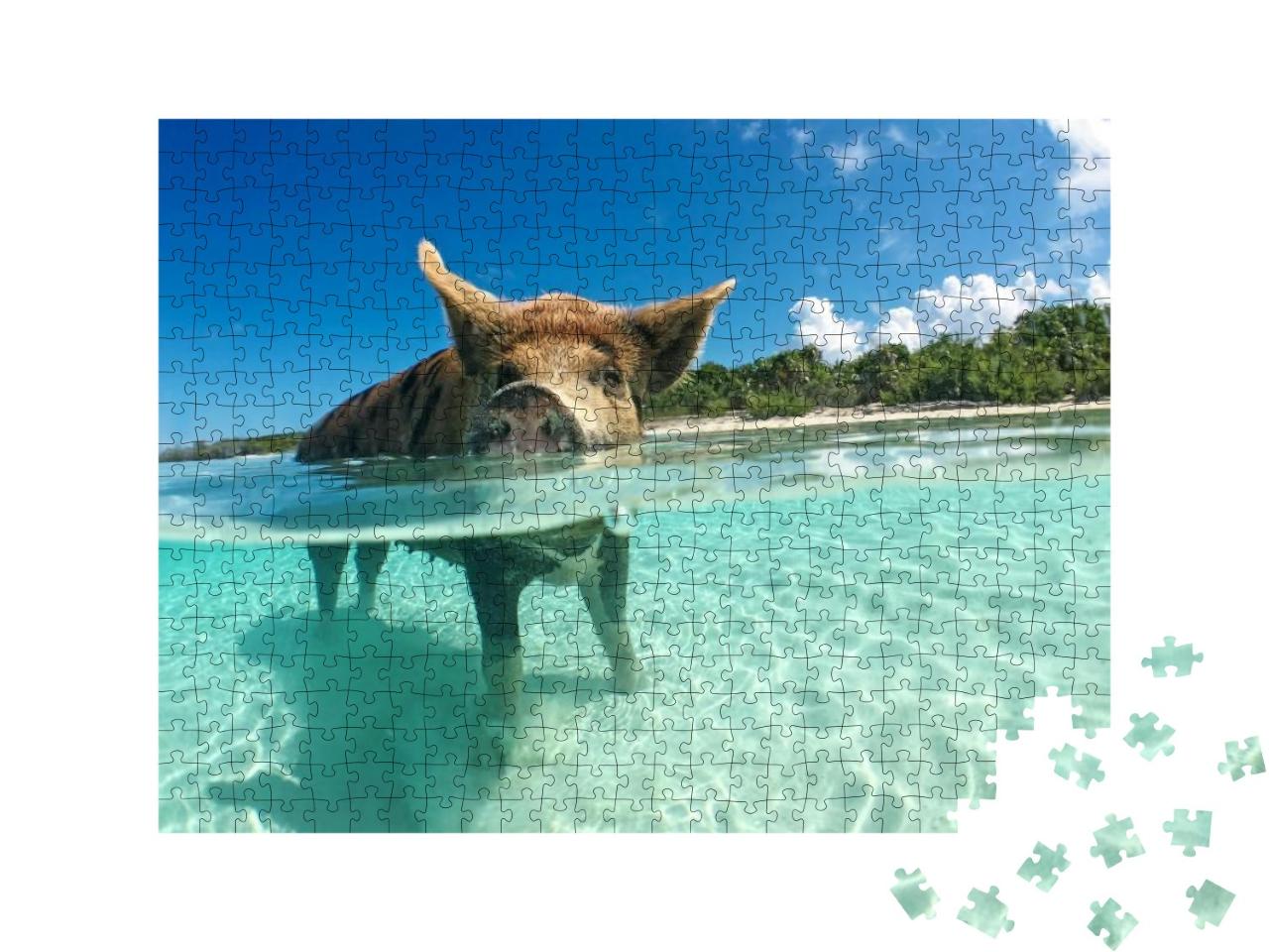 Wild, Swimming Pig on Big Majors Cay in the Bahamas... Jigsaw Puzzle with 500 pieces