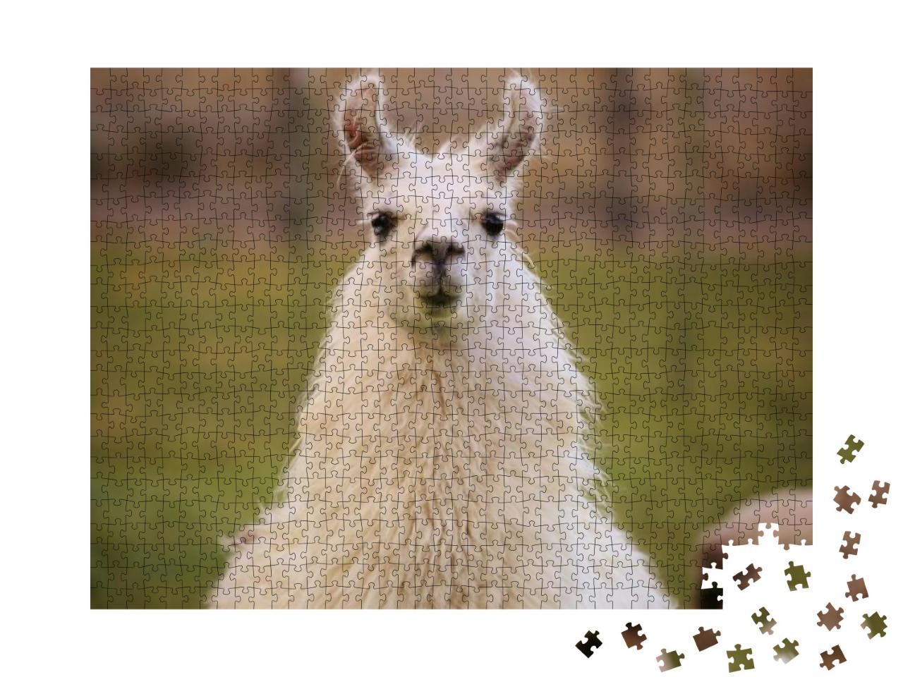 Content Grinning Llama... Jigsaw Puzzle with 1000 pieces