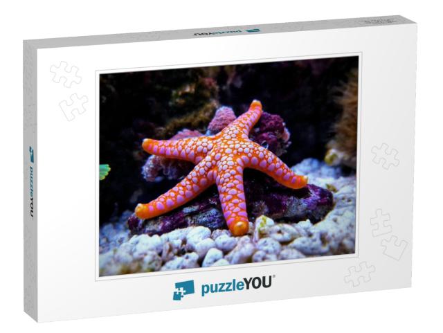 Fromia Seastar in Coral Reef Aquarium Tank is One of the... Jigsaw Puzzle