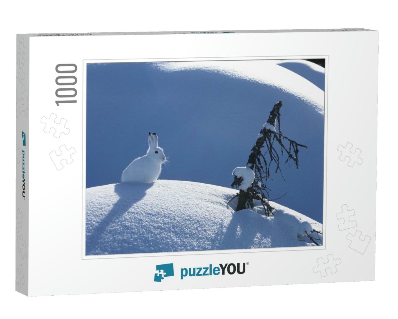 Arctic Hare... Jigsaw Puzzle with 1000 pieces