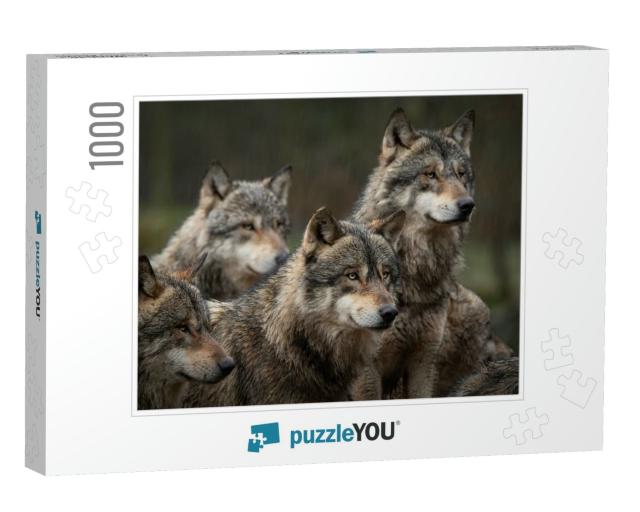 Gray Wolf Pack in Forest... Jigsaw Puzzle with 1000 pieces