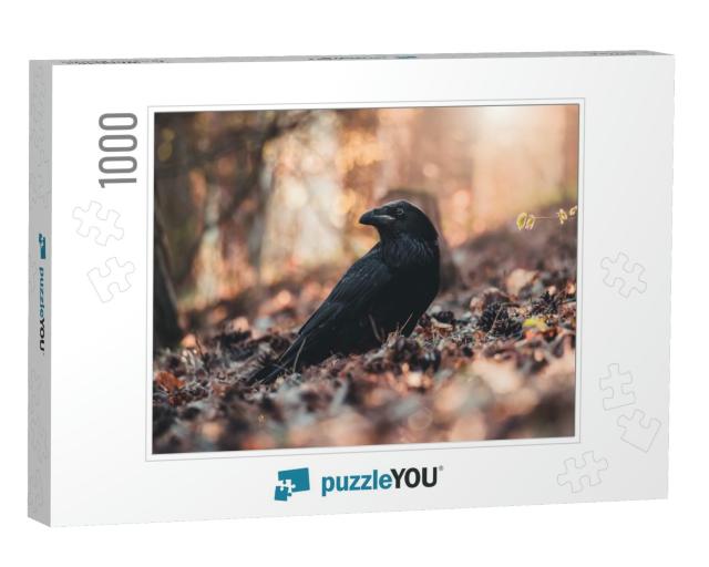 Common Raven Corvus Corax on Ground in Spring Forest. Dar... Jigsaw Puzzle with 1000 pieces