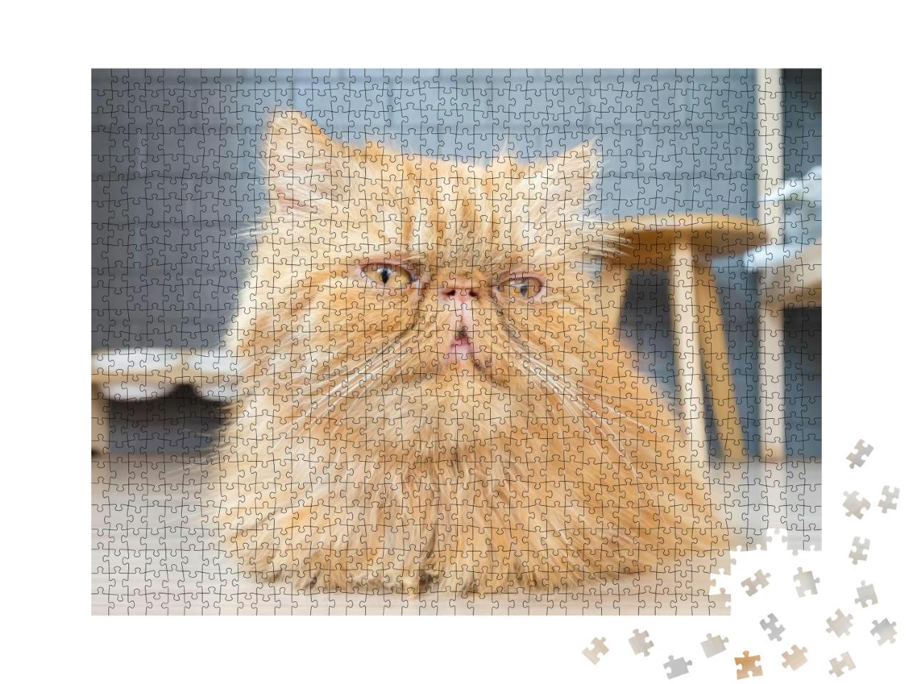 Cat... Jigsaw Puzzle with 1000 pieces