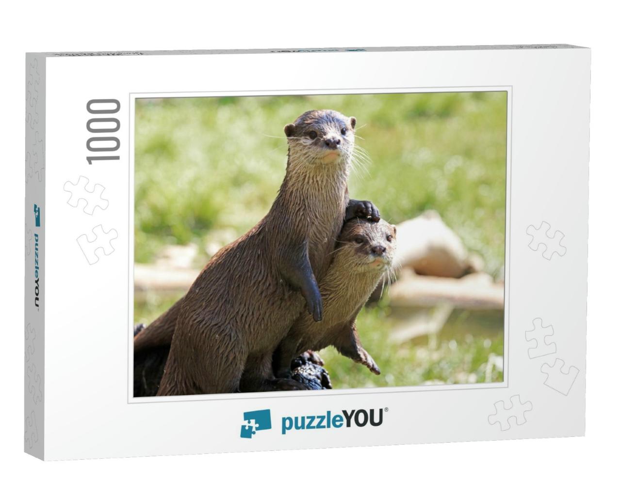 Pair of River Otters with the Foot of One Otter Resting o... Jigsaw Puzzle with 1000 pieces
