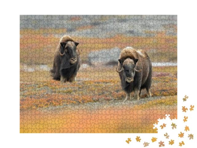 Musk Ox Ovibos Moschatus - Meadow Madness... Jigsaw Puzzle with 1000 pieces