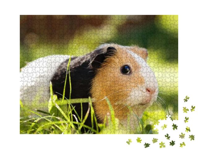 Guinea Pig Cavia Porcellus is a Popular Household Pet... Jigsaw Puzzle with 1000 pieces