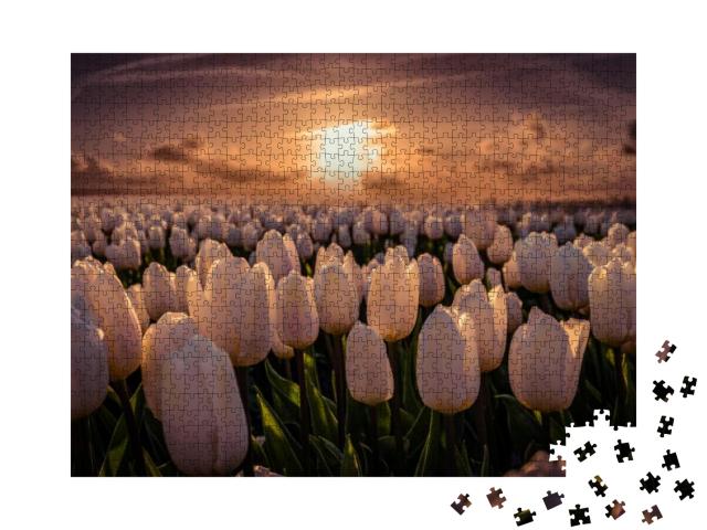 Sunset At the Tulip Field Noordoostpolder on a Beautiful... Jigsaw Puzzle with 1000 pieces