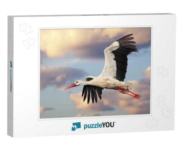 Beautiful White Stork Ciconia Ciconia in Flight with a Cl... Jigsaw Puzzle