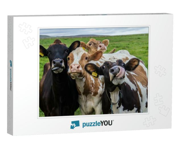 Four Funny Cows Looking At the Camera... Jigsaw Puzzle