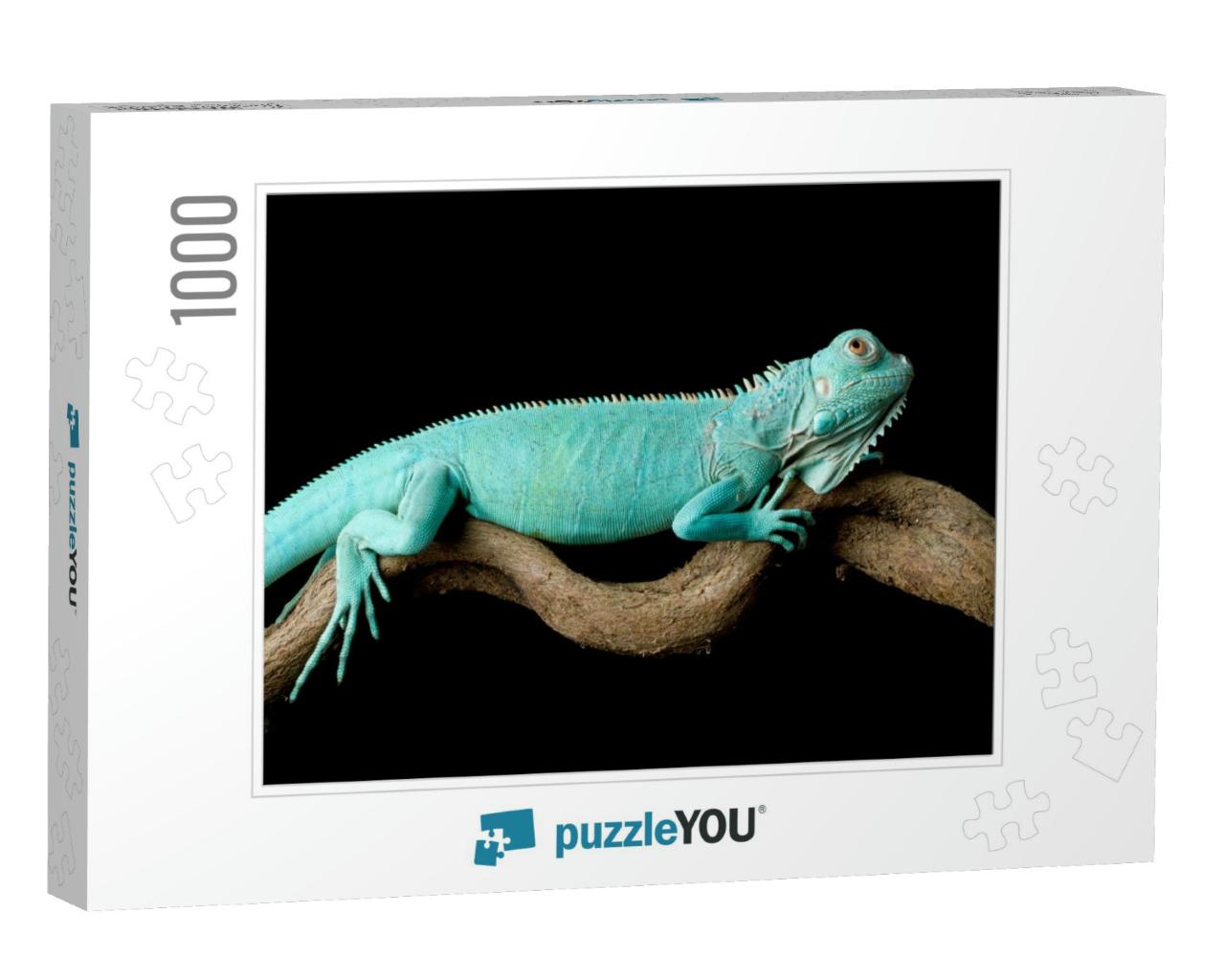 Blue Iguana Closeup on Branch with Black Background, Blue... Jigsaw Puzzle with 1000 pieces