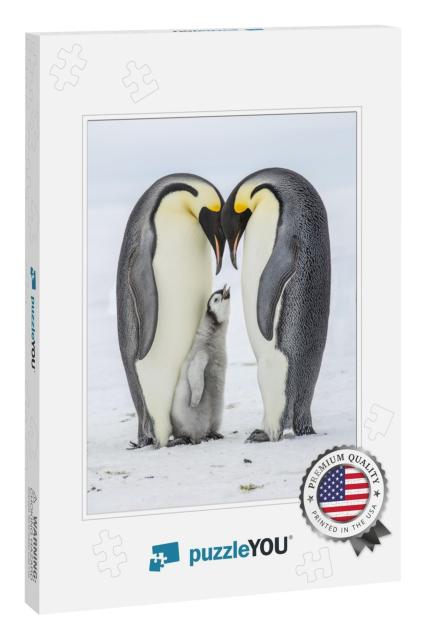 Hungry Emperor Penguin Chick Between Parents... Jigsaw Puzzle