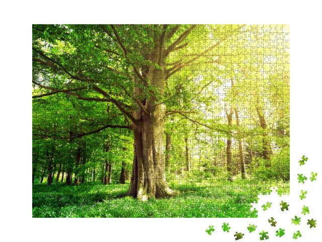 Beech Forest with a Old Tree in the Sunlight... Jigsaw Puzzle with 1000 pieces