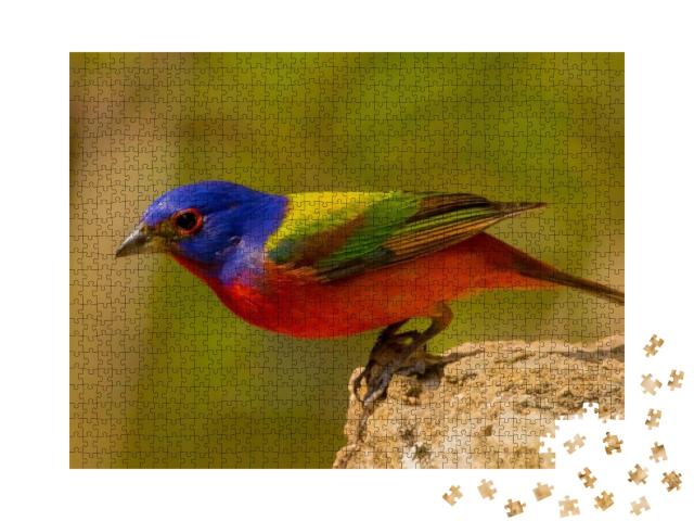 Painted Bunting is Americas Most Beautiful Songbird... Jigsaw Puzzle with 1000 pieces