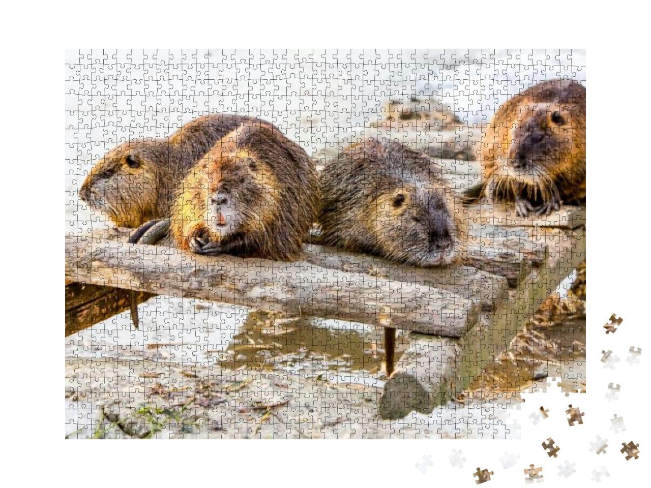 Beaver Family Group Snow Teeth Mice Four Members of a Bea... Jigsaw Puzzle with 1000 pieces