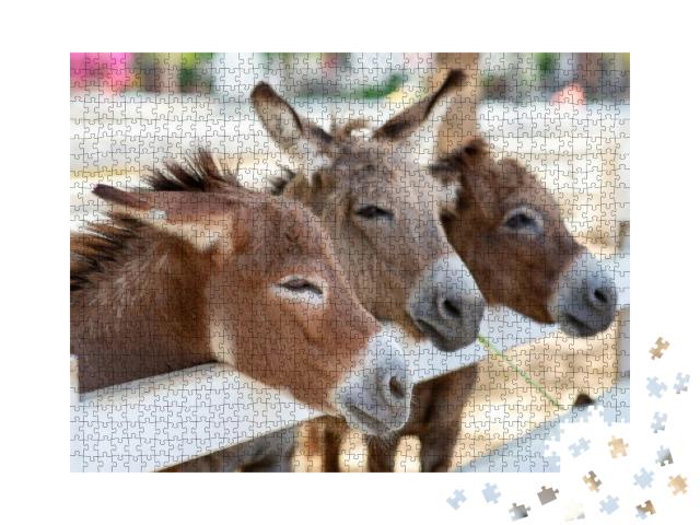 Three Horse or Donkey in the Farm. Head of Couple Brown H... Jigsaw Puzzle with 1000 pieces