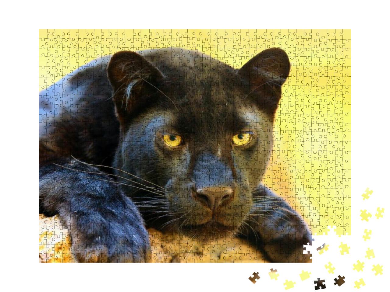 The Leopard Panthera Pardus Portrait. Melanistic Leopard... Jigsaw Puzzle with 1000 pieces
