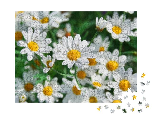 Field of Chamomiles At Sunny Day At Nature. Chamomile Dai... Jigsaw Puzzle with 1000 pieces